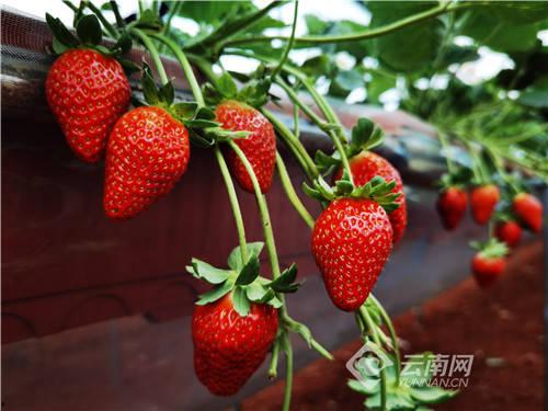 水莓100国产免费,国产手机新势力崛起  第3张